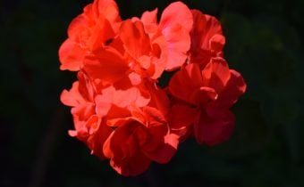 Red Geranium flower