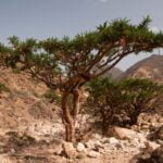 A Frankincense Tree in the desert